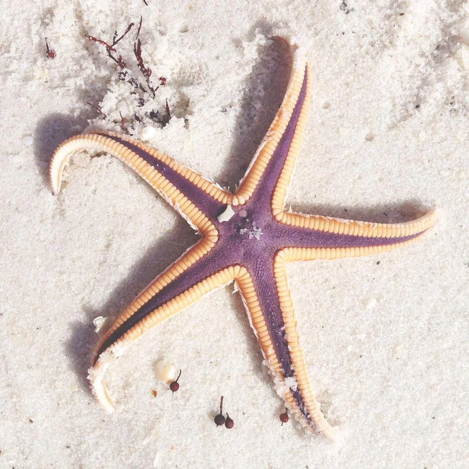 Royal Starfish Pensacola Beach