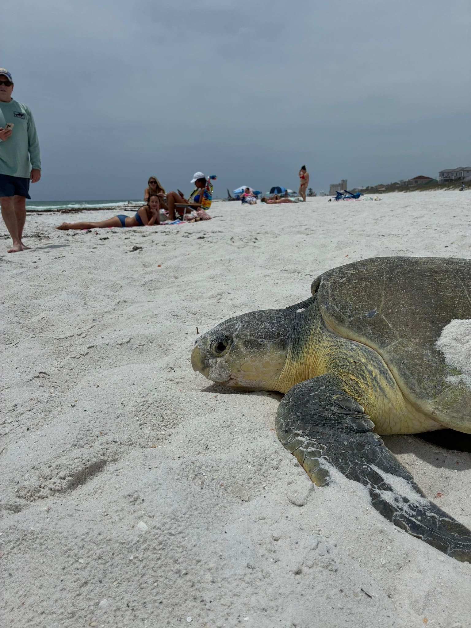 Kemp's Ridley sea turtle